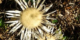 flower by Stefan Havadi-Nagy