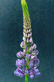Elegante violette Lupine vor einem dunklen, strukturierten Hintergrund von Natalia Gebauer Studio