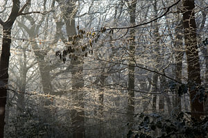 Ein Wald an einem Wintermorgen.