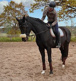 Training with the Bayer black horse Baveria on a riding arena in autumn