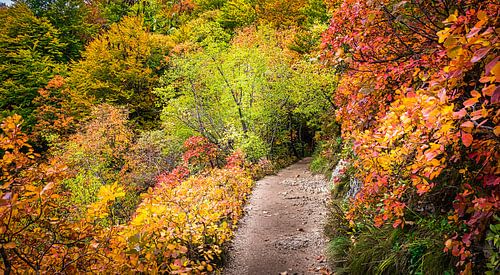 Footpath through the autumnal forest, Croatia