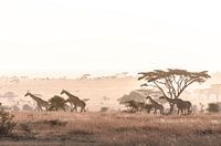 Giraffes in the savannah during sunrise