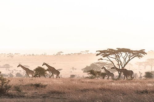 Giraffes in de savanne tijdens zonsopkomst