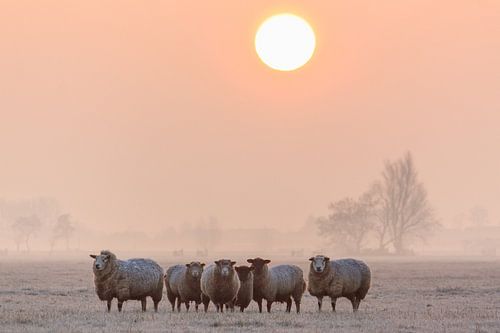 Een kudde schapen tijdens zonsopkomst