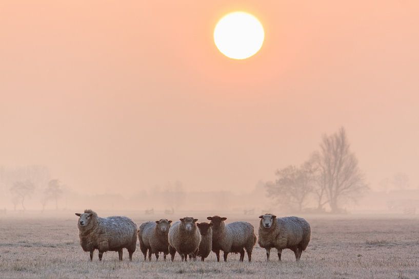Een kudde schapen tijdens zonsopkomst von Stephan Neven