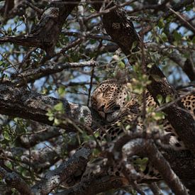 Leopard von Robin Langelaar