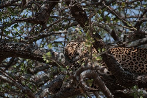 Leopard von Robin Langelaar