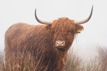 Schotse hooglander in de mist Nederland von Joyce van Galen