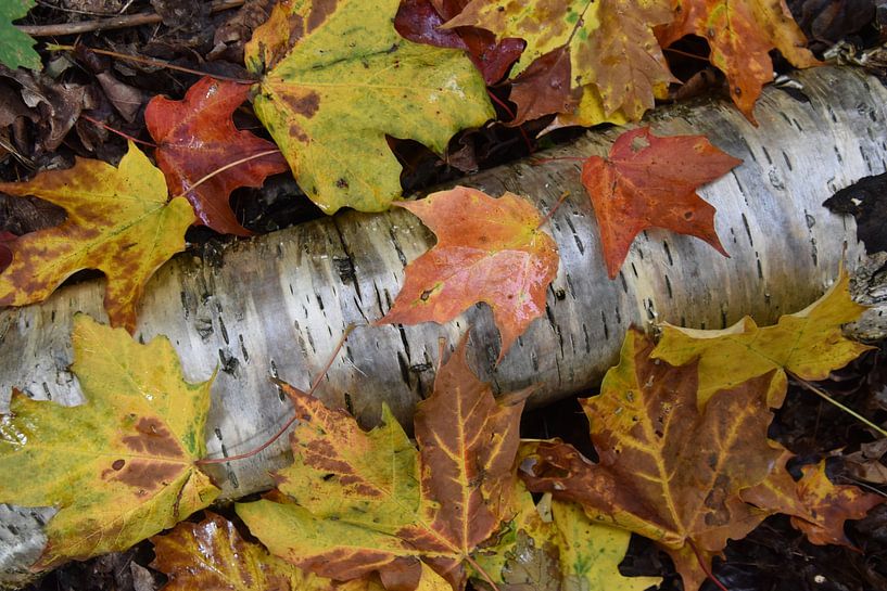 Herbstlaub im Wald von Claude Laprise