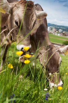 Vaches en train de brouter sur un pâturage suisse sur Besa Art