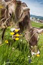 Grazende koeien op een Zwitserse weide van Besa Art thumbnail