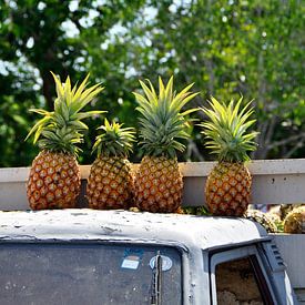 Pineapples by Marjon Grendel