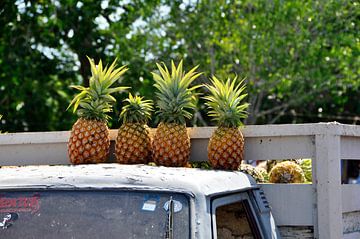 Pineapples sur Marjon Grendel