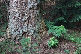 Baum in Grün von Silvia Weenink
