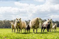 Lente schapen met lammetjes van Erik Mus thumbnail