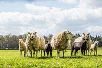 Spring sheep with lambs