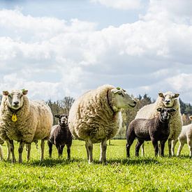 Spring sheep with lambs by Erik Mus