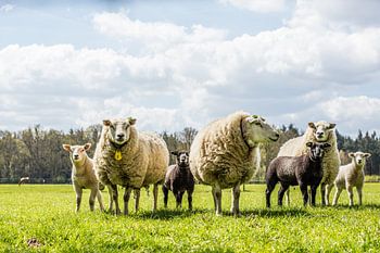 Moutons de printemps avec agneaux