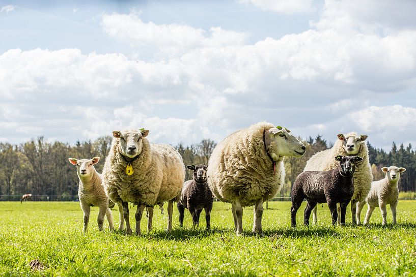 Moutons de printemps avec agneaux par Erik Mus