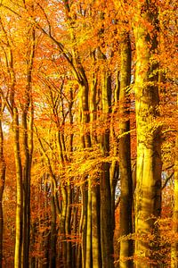 Sonniger Wald während eines schönen nebligen Herbsttages mit braunen goldenen Blättern.