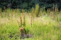 Open Space in the Forest