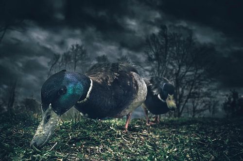 Dynamische Foto van Mannetjes Eenden in het Gras - Mysterie en Natuurpracht