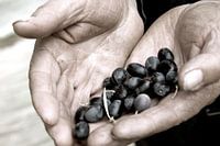 Olives, olives, Italie, ambiance, nourriture