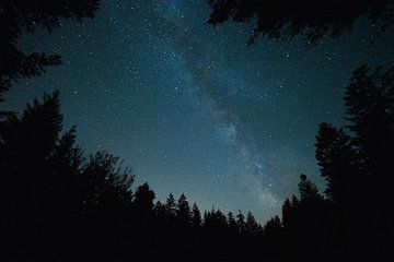 Milky Way under the pines by Tobias van Krieken