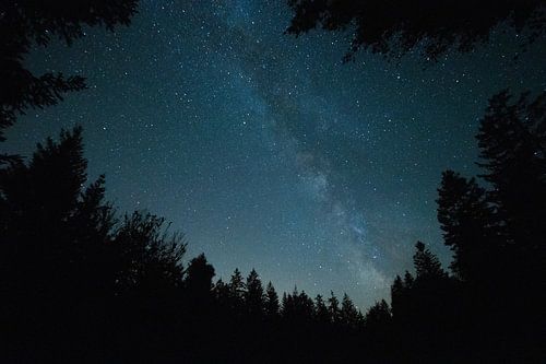 Milky Way under the pines