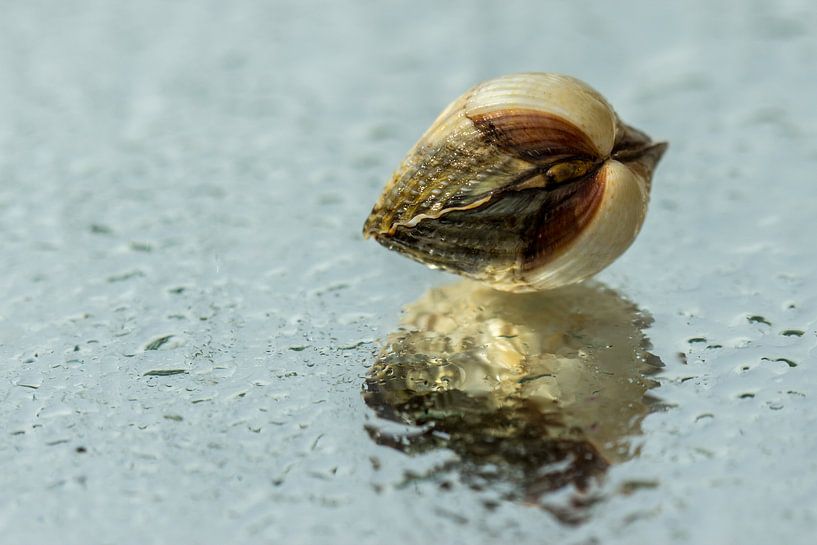 Sea shell van Irene Lommers