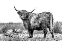 Schottischer Highlander im Nebel (2)
