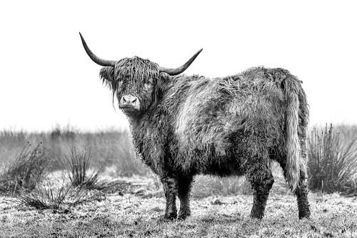 Schotse hooglander in de mist (2)