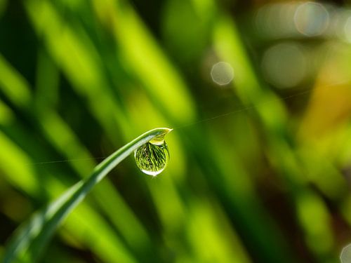 Dew in the morning on the meadow