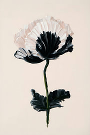 Monochrome Poppy Study by Bob Cintron