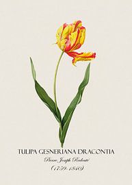 Redoubt tulip by Andrea Haase