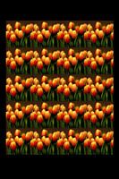 Tulpen/Tulpen