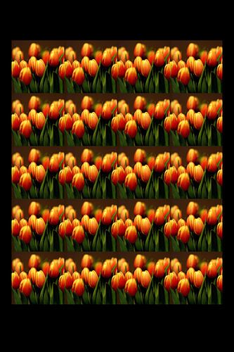 Tulips/Tulips