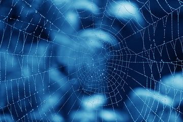 Spinnenweb van Bo Valentino