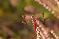 libellules