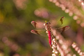 Libellen von pierre munch