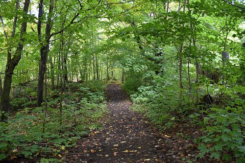 Ein Laubwald im Sommer