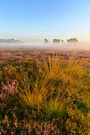 Sunrise over a heather landscape by Sjoerd van der Wal Photography