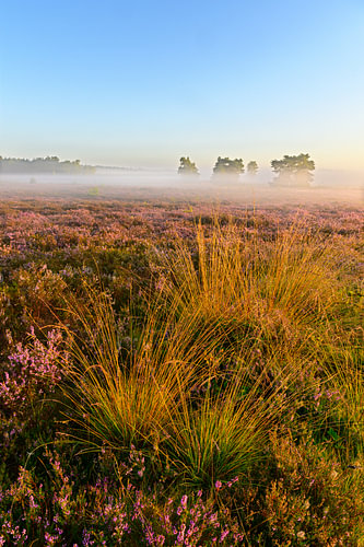 Sunrise over a heather landscape