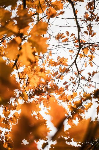 Autumn's fire burns slowly