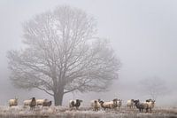 Schafe im Nebel.