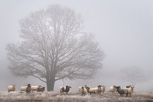 Schapen in de mist.
