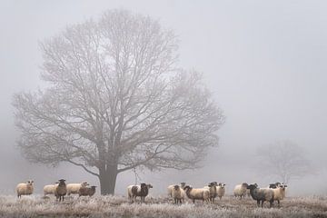 Sheep in the fog. by Marco Lok