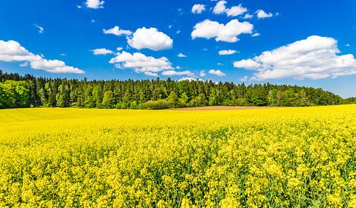 Gouden veld van bloeiend koolzaad met mooie wolken aan de hemel
