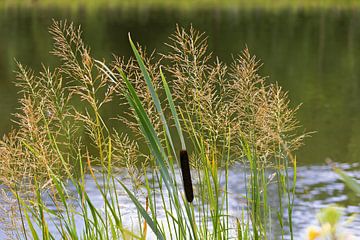 Diverse grassen en lisdodden langs de Donau van Andreas Freund