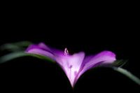 Glowing in the dark